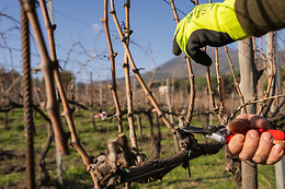 Vesuvio Inn Bed & Wine Experience