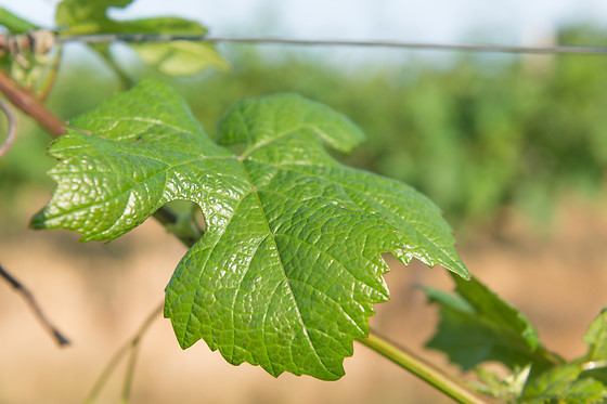 Dégustation vins aux Vignerons de Verneuil à Verneuil-sur-Vienne (87)