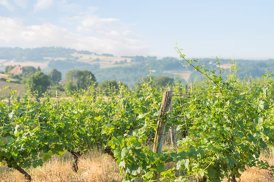 Dégustation vins aux Vignerons de Verneuil à Verneuil-sur-Vienne (87)