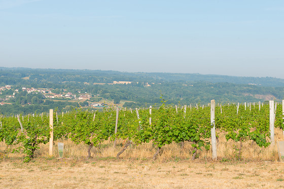 Dégustation vins aux Vignerons de Verneuil à Verneuil-sur-Vienne (87)