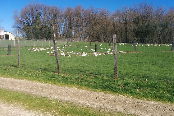 Ferme de Souleilles - photo 5
