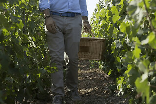 Visite de cave et pique-nique dans les vignes à Pierry (51)