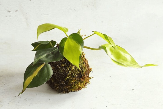 Atelier kokedama à Villeurbanne (69)