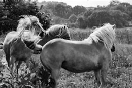 Gîte de l'Aisance