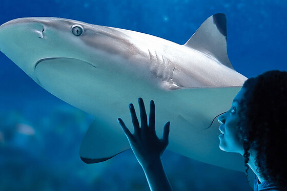 Billet pour l'Aquarium Sea Life Val d'Europe (77)