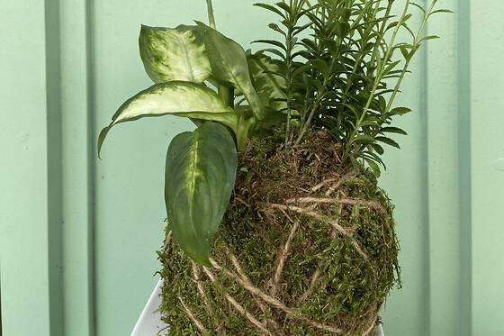 Atelier création d'un kokedama à Paris 20ème