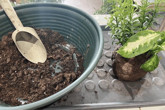 Atelier création d'un kokedama à Paris 20ème
