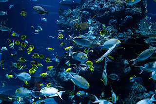 Billet pour l'Aquarium d'Amnéville (57)