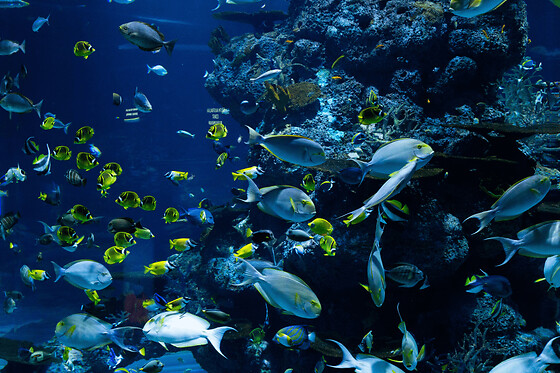 Billet pour l'Aquarium d'Amnéville (57)