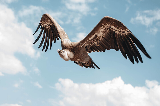 Billet pour la Volerie des Aigles à Kintzheim  (67)