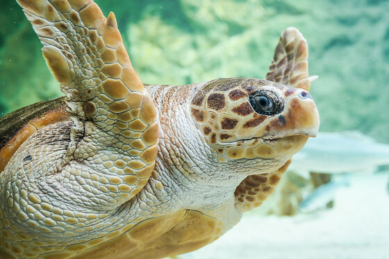 Billet pour l'Aquarium de Biarritz (64)