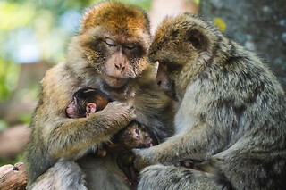 Billet pour la Montagne des Singes à Kintzheim (67)