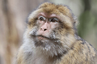 Billet pour la Montagne des Singes à Kintzheim (67)