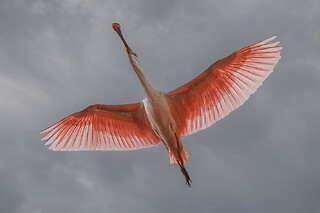 Billet pour le Parc des Oiseaux (01)