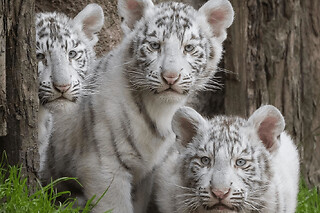 Billet pour le Zoo de Jurques (14)