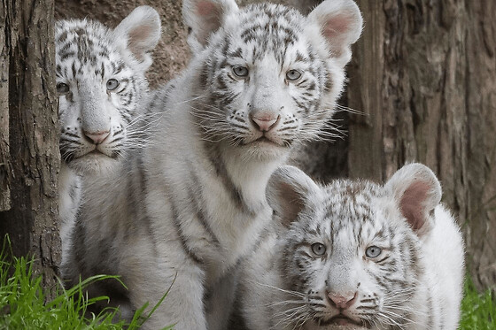 Billet pour le Zoo de Jurques (14)
