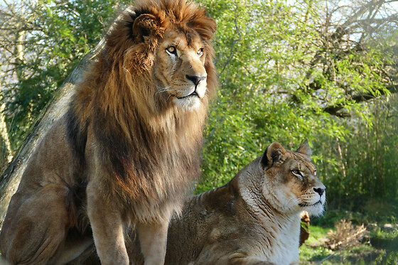 Billet pour le Zoo des Sables-d'Olonne (85)