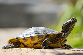 Billet pour La Vallée des Tortues (66)