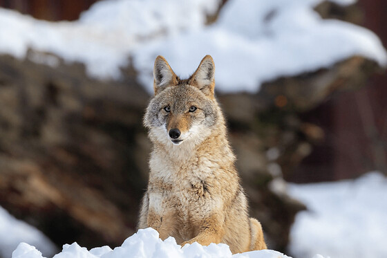Billet pour le Parc animalier Sainte-Croix à Rhodes (57) - Enfant