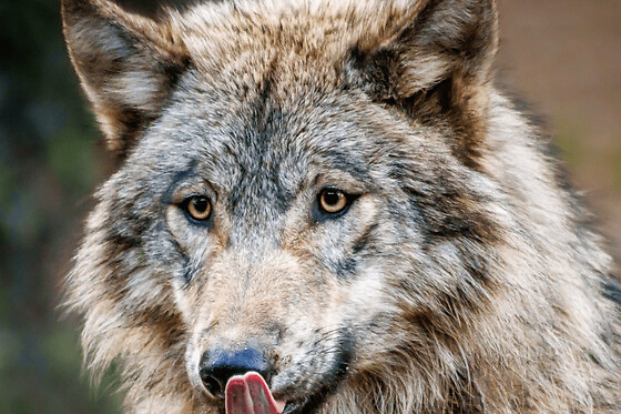 Billet pour le Parc animalier des Pyrénées (65)