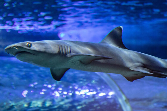 Billet pour l'Aquarium de Touraine (37)