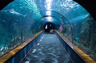 Billet pour l'Aquarium de Touraine (37)