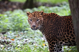 Billet combiné pour Lumigny Safari Réserve et Terre de Singes