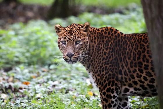 Billet combiné pour Lumigny Safari Réserve et Terre de Singes