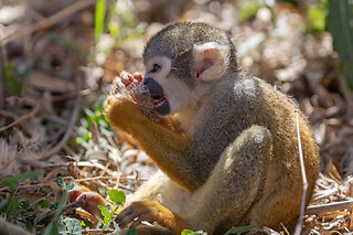 Billet combiné pour Lumigny Safari Réserve et Terre de Singes