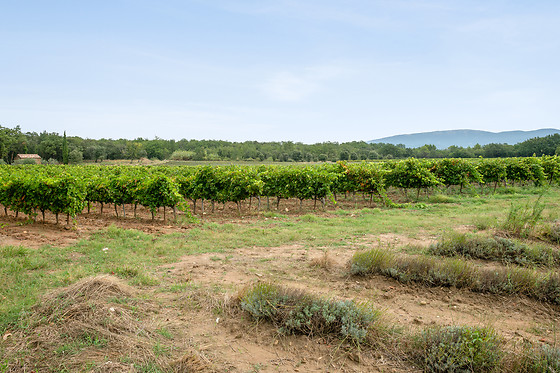 Dégustation de vin pour 2 au Domaine de Montine à Grignan (26)