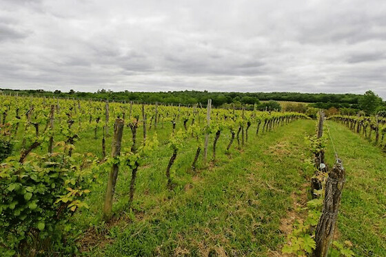 Visite et initiation à la dégustation au Château Les Maubats