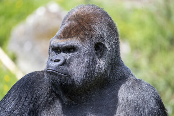 ZooParc de Beauval - Séjour 2 jours et 1 nuit pour 2