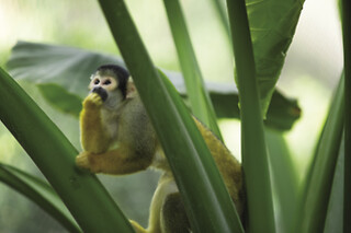 ZooParc de Beauval - Séjour 2 jours et 1 nuit pour 2