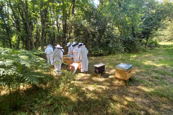 Initiation à l'apiculture - Miel Girard - La Breille-les-Pins (49)