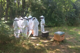 Initiation à l'apiculture - Miel Girard - La Breille-les-Pins (49)