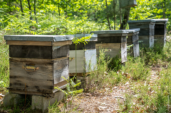 Initiation à l'apiculture - Miel Girard - La Breille-les-Pins (49)