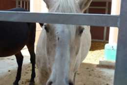 Zucht- und Reitstall Gentinetta