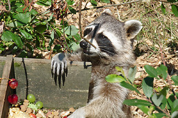 Parc animalier d'Ecouves