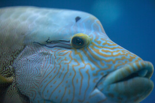Sortie à l'aquarium pour 2 - L'Aquarium de Paris - Paris (75016)