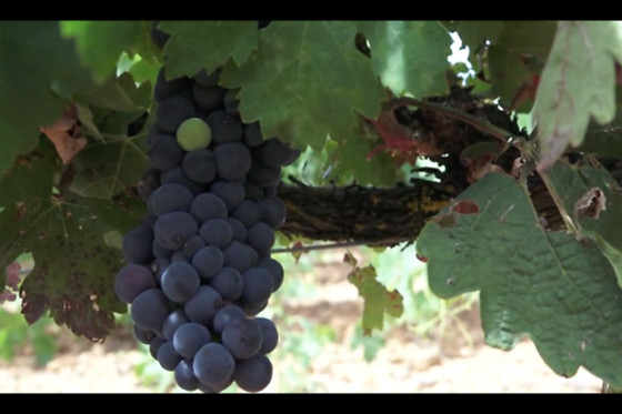 VILE LA FINCA - photo 17