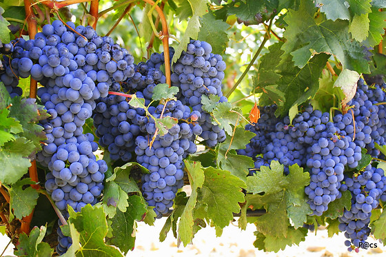 BODEGA BRIEGO - photo 1