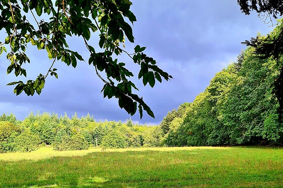 Sylvothérapie Bretagne - photo 3
