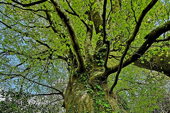 Sylvothérapie Bretagne - photo 6