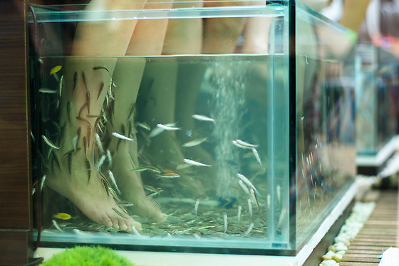 Fish spa comme un poisson dans l'o - photo 1