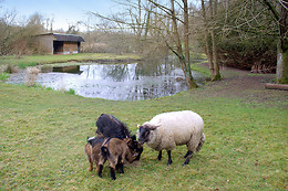 Le domaine des terres du Thil