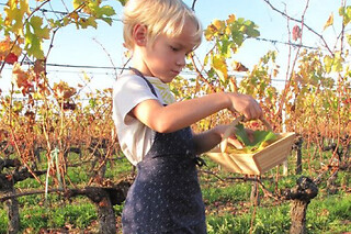 Atelier enfant apprenti vigneron au Château Cormeil-Figeac (33)