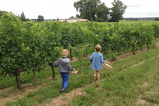 Atelier enfant apprenti vigneron au Château Cormeil-Figeac (33)