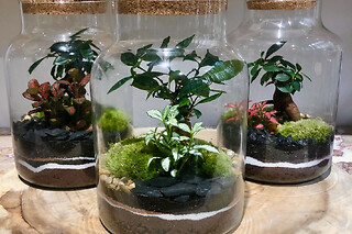 Atelier terrarium à Paris 11ème