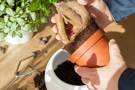 Atelier rempotage & entretien de plantes vertes à Paris 12ème