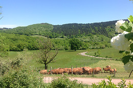 Serène